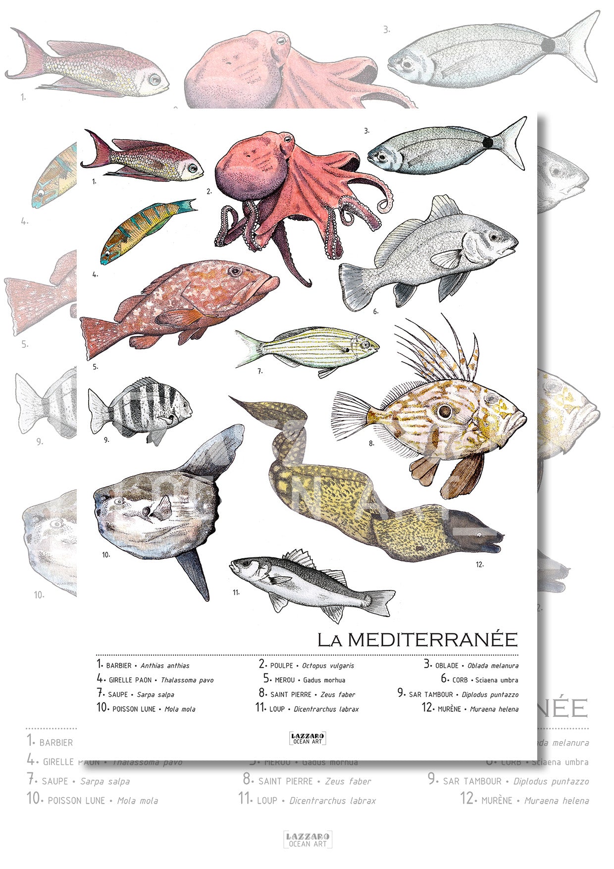 Affiche - Les espèces de Méditerranée