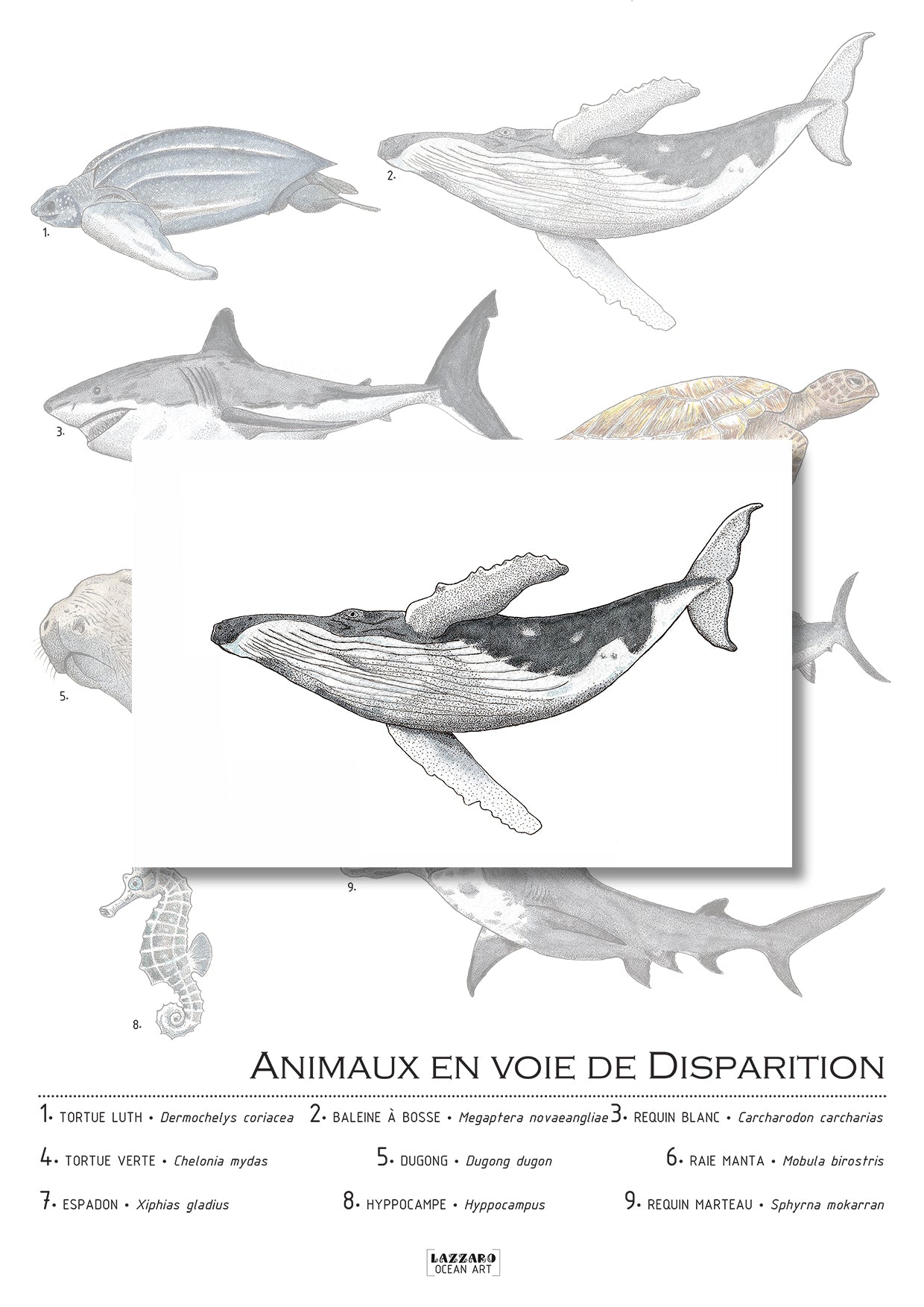 Carte postale - Baleine à bosse
