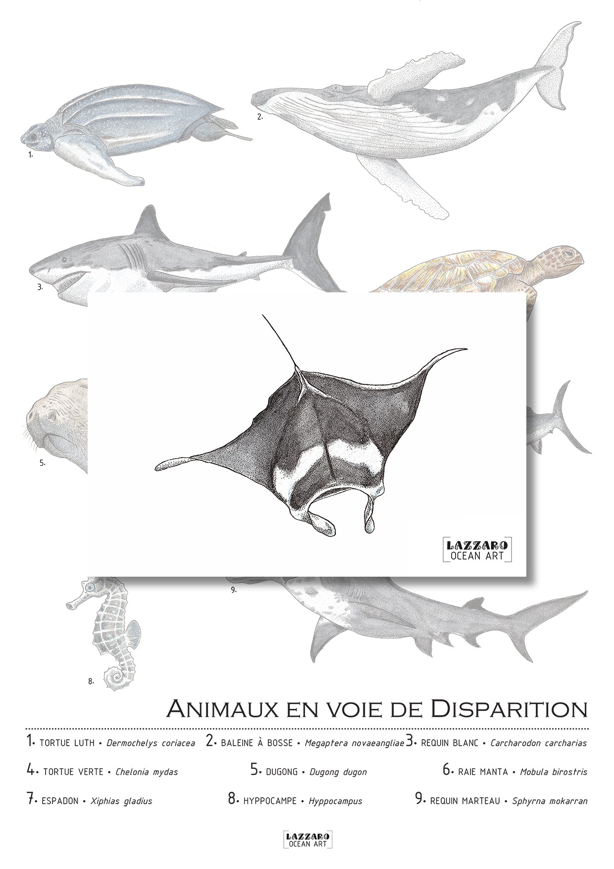 Carte postale - Raie manta