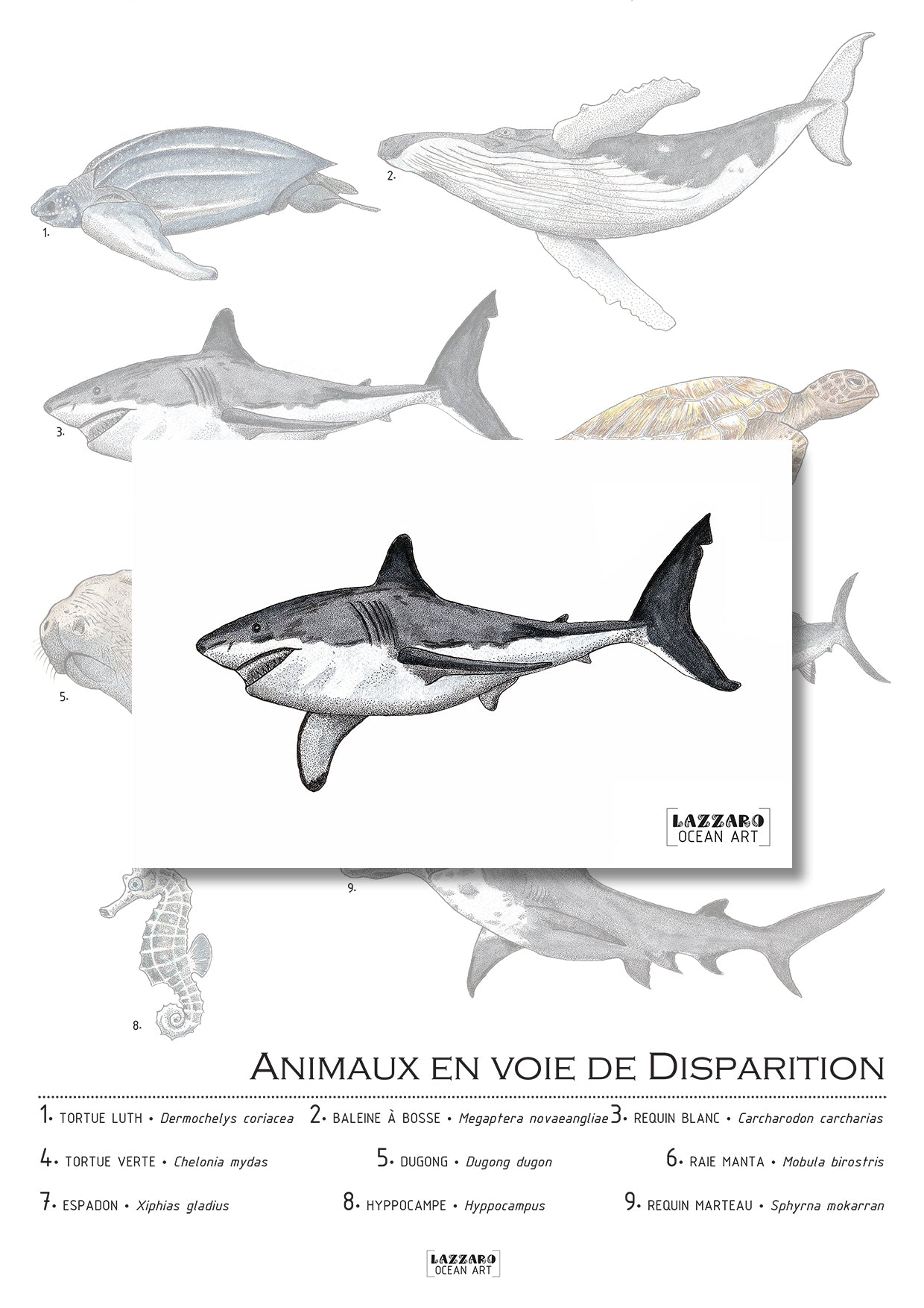 Carte postale - Requin blanc