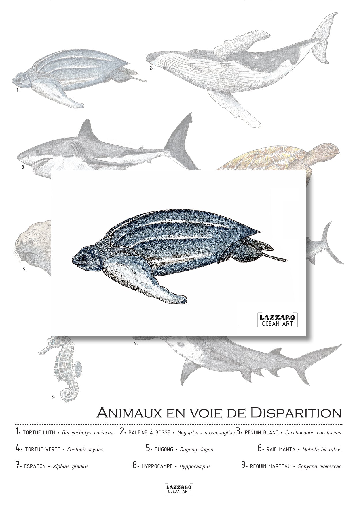 Carte postale - Tortue luth