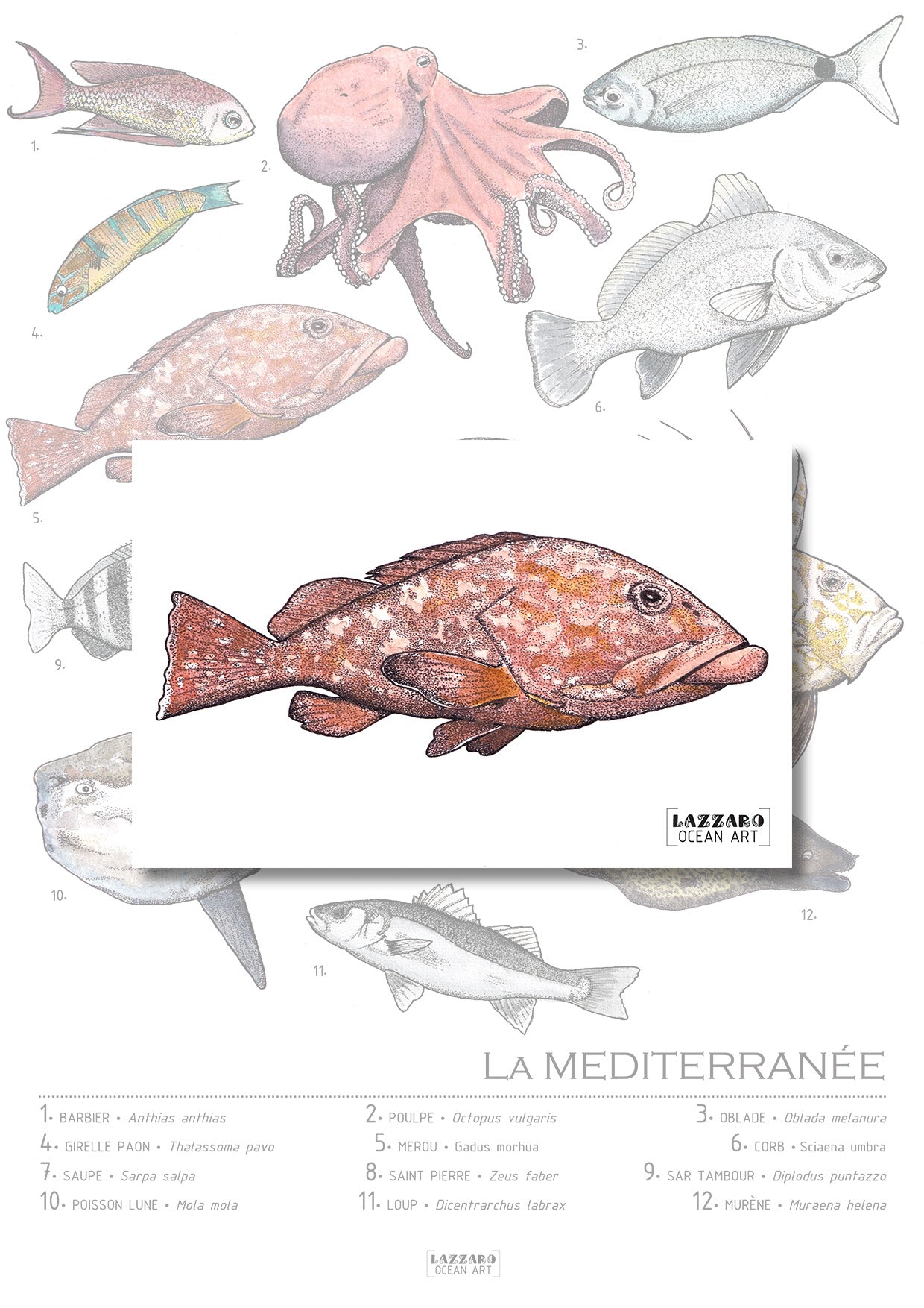 Carte postale - Mérou