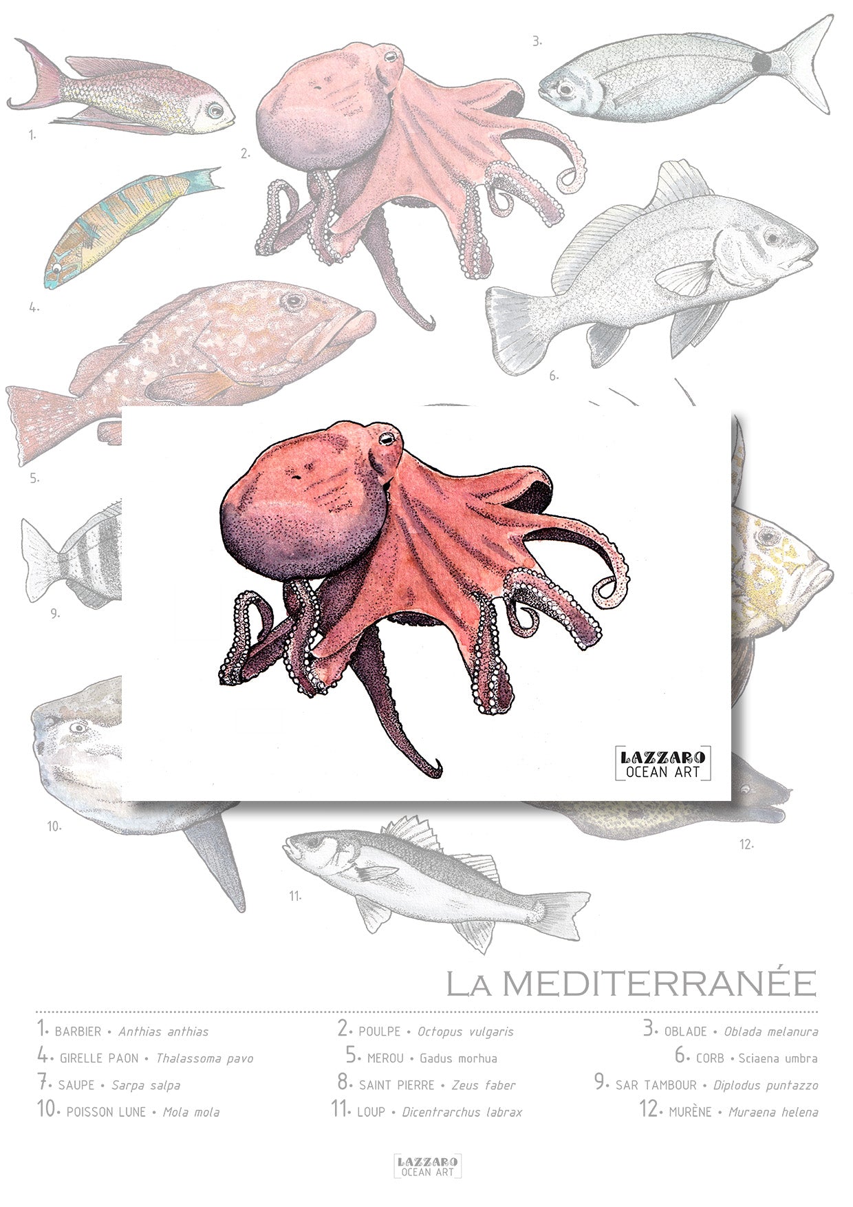 Carte postale - poulpe