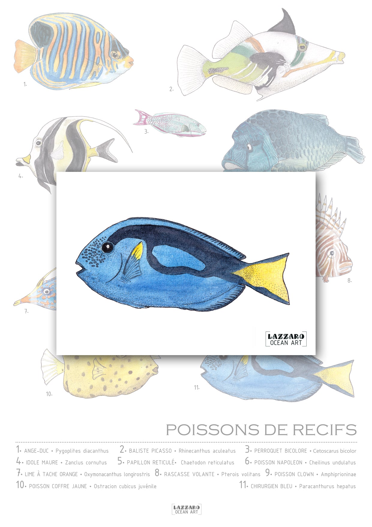 Carte postale - Poisson chirurgien bleu