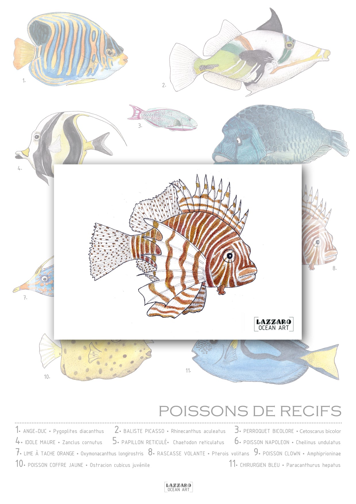 Carte postale - Poisson Rascasse volante