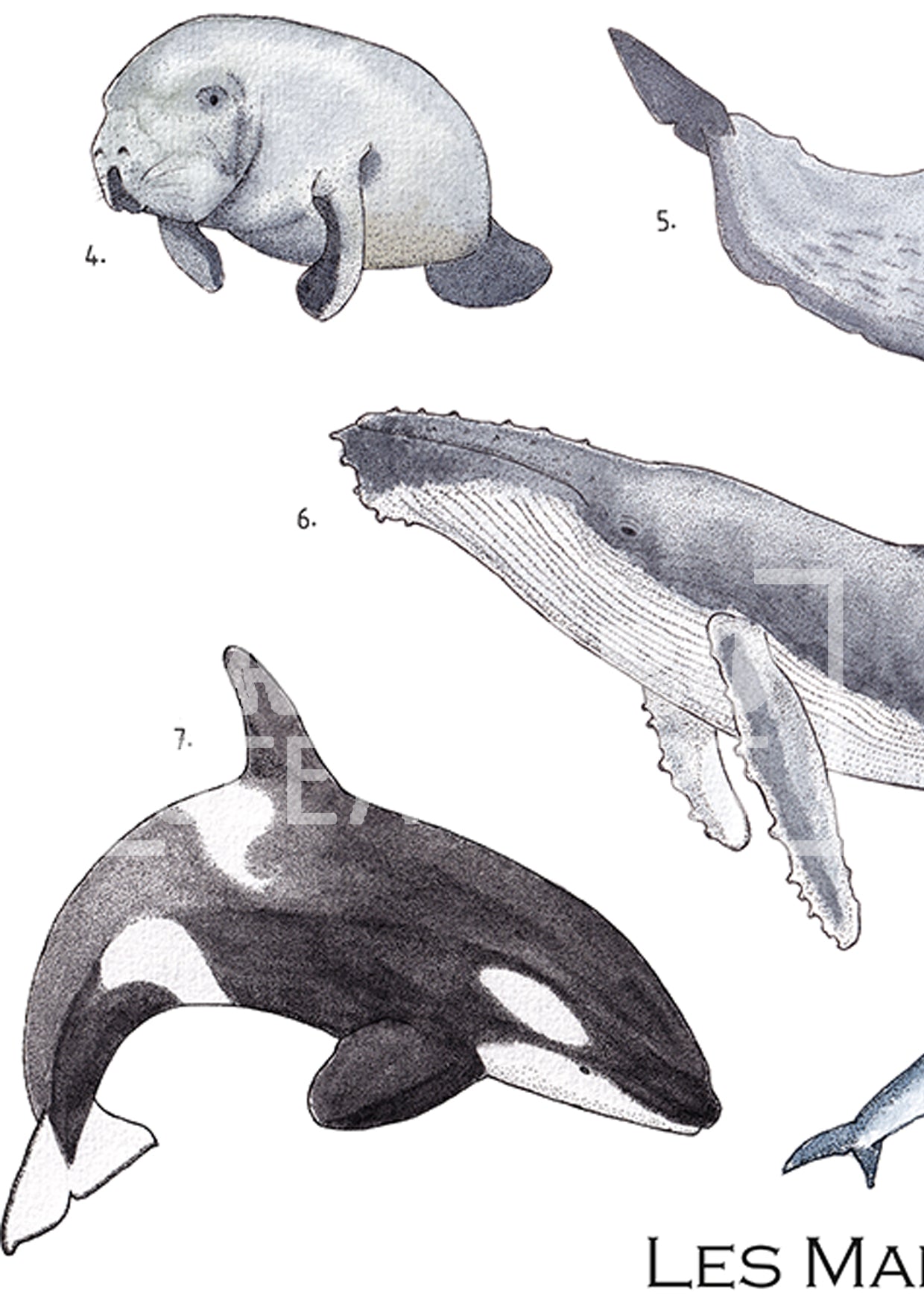 Affiche - Les mammifères marins