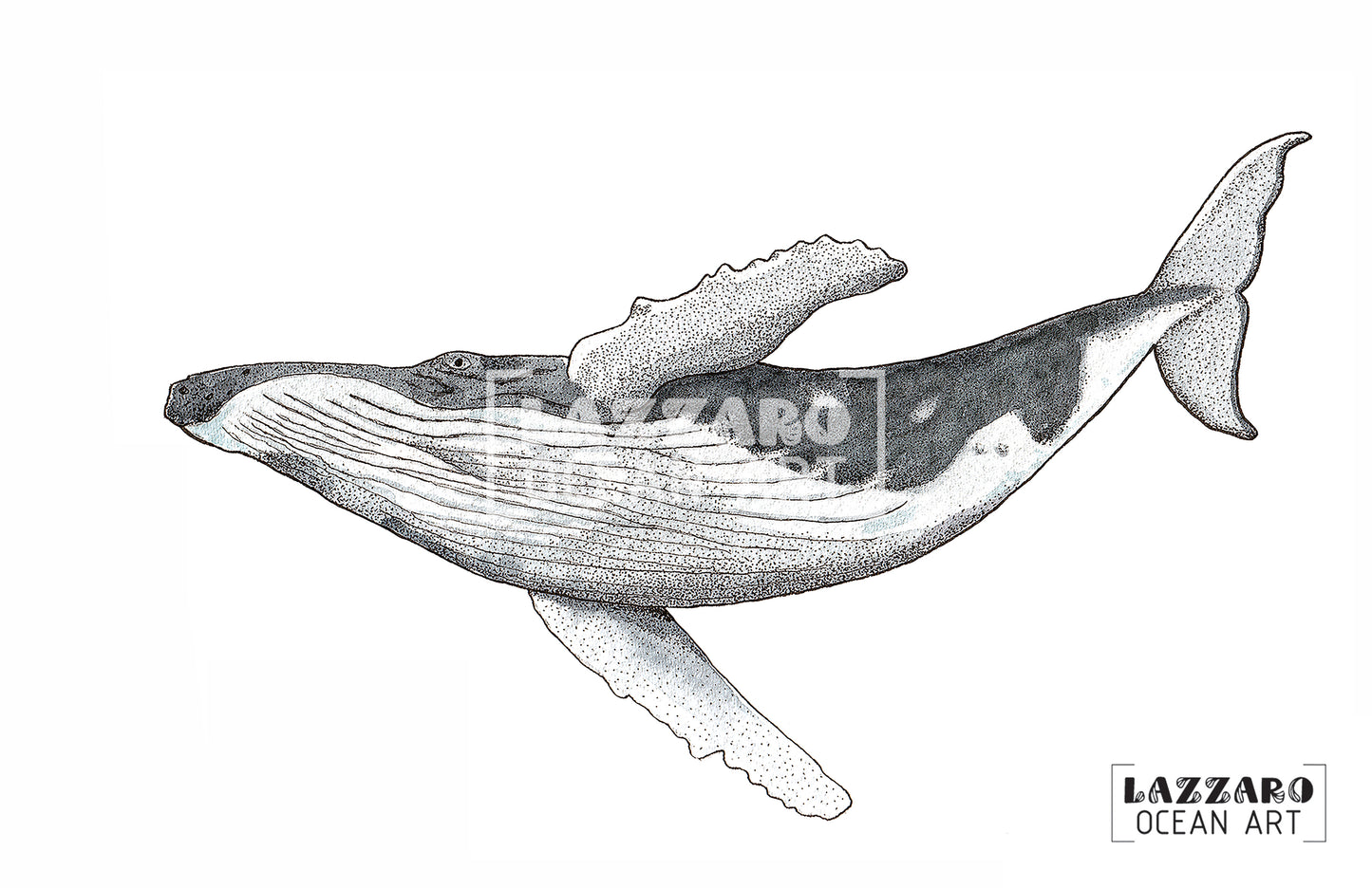 Carte postale - Baleine à bosse