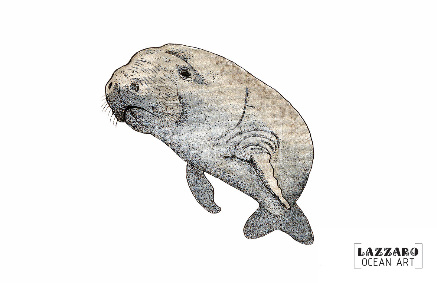 Carte postale - Dugong