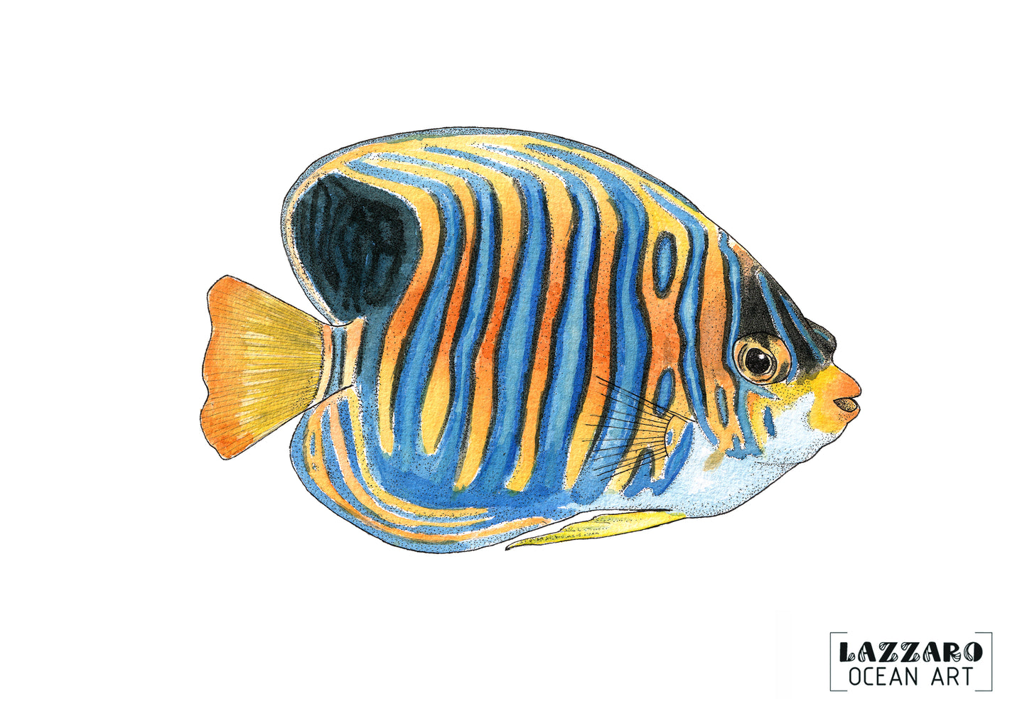 Carte postale - Poisson Ange-Duc