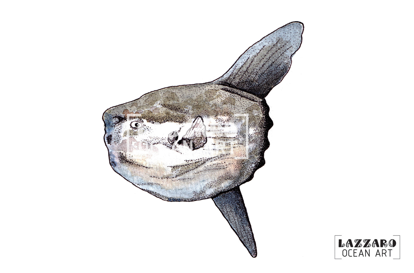 Carte postale - poisson lune