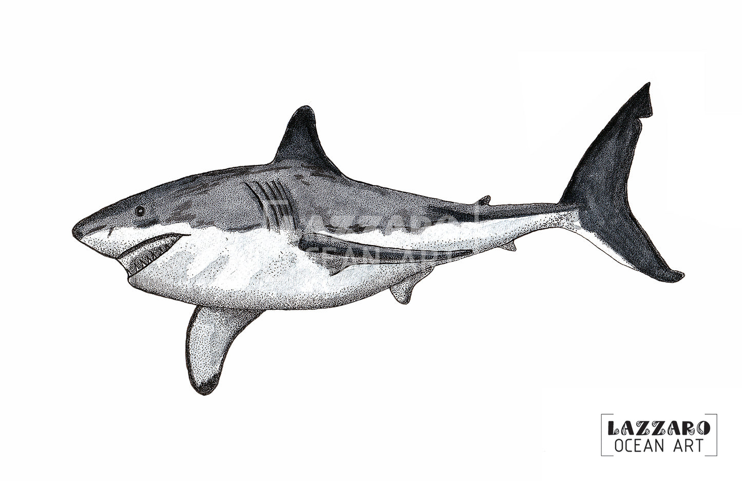 Carte postale - Requin blanc