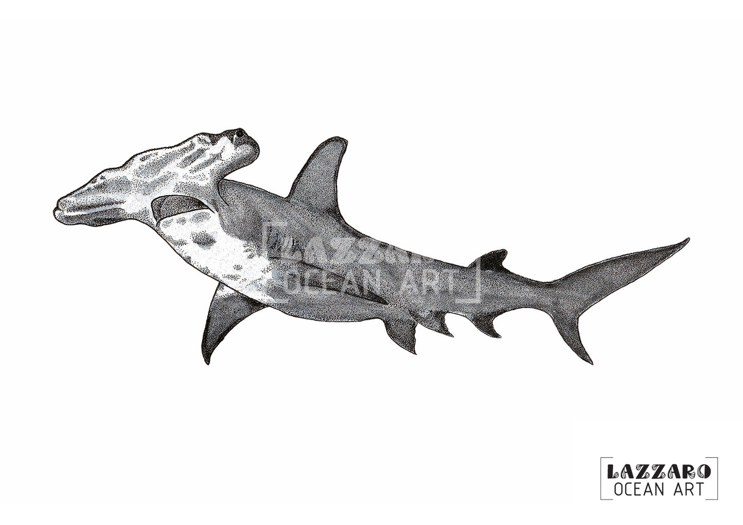 Carte postale - Requin marteau