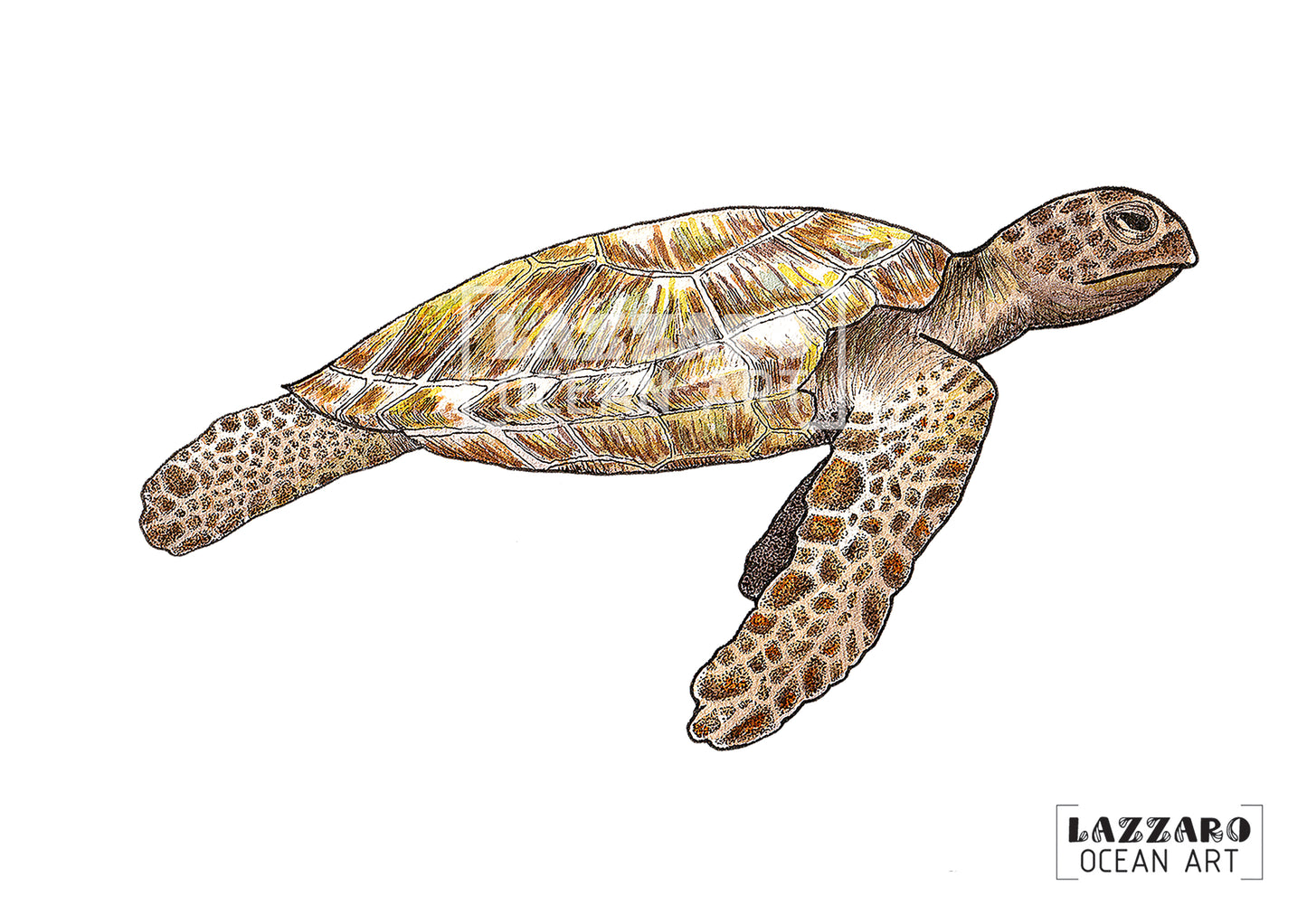 Carte postale - Tortue verte