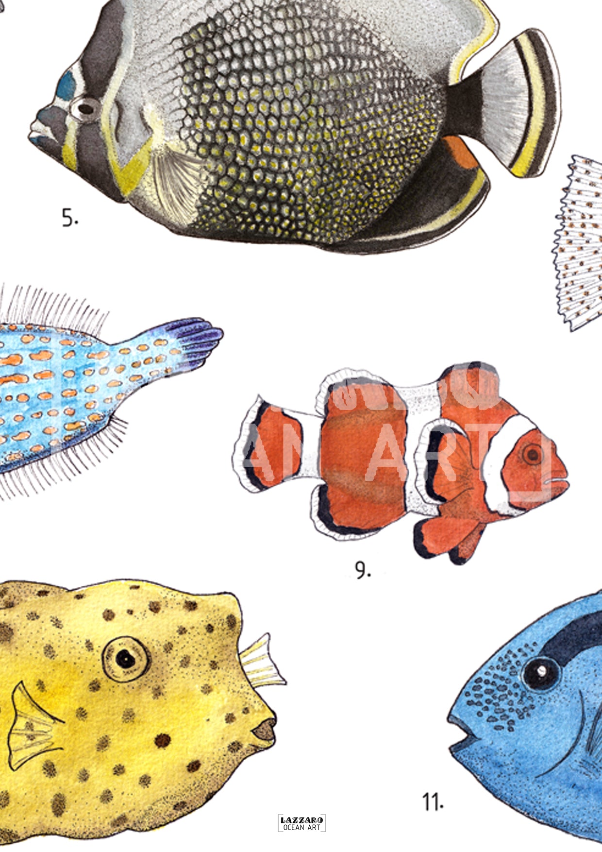 Affiche - Les poissons de récifs coraliens