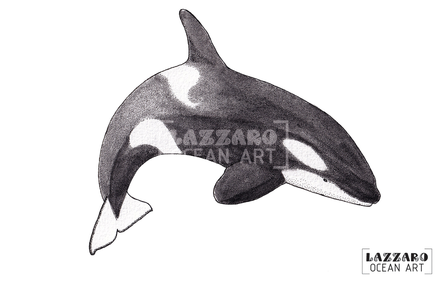 Carte postale - Orque