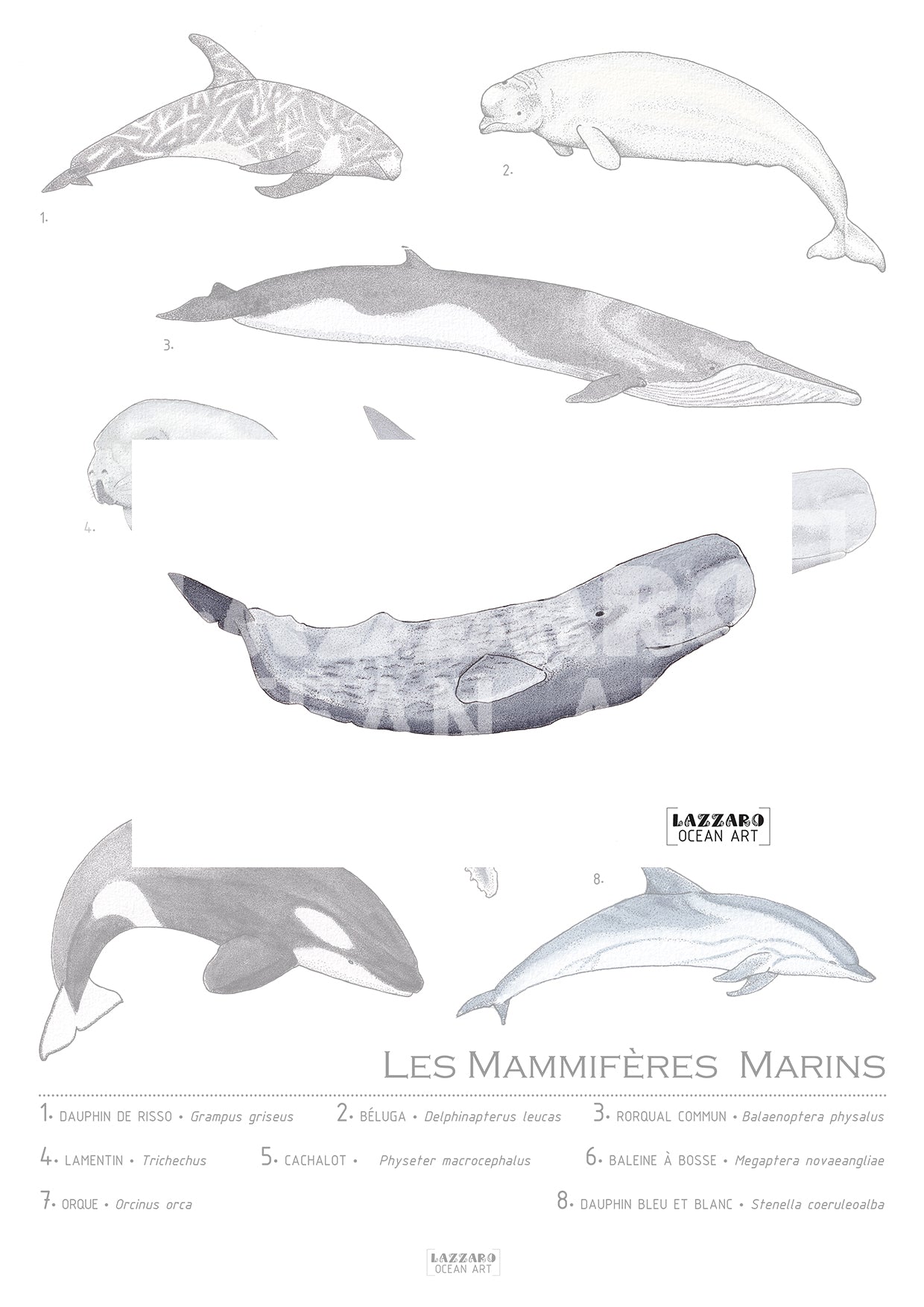 Carte postale - Cachalot