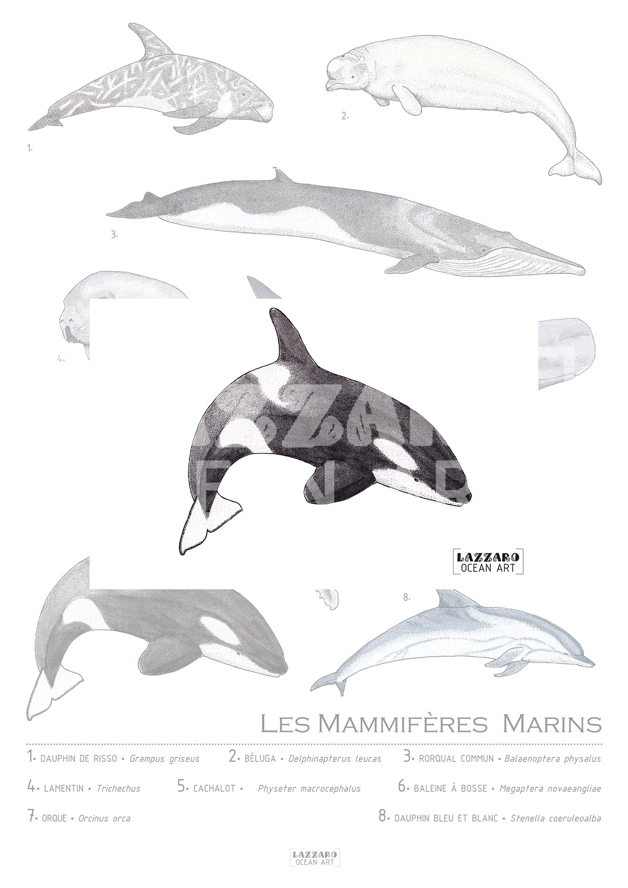 Carte postale - Orque