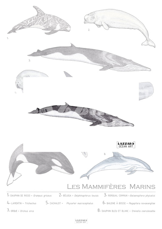 Carte postale - Rorqual