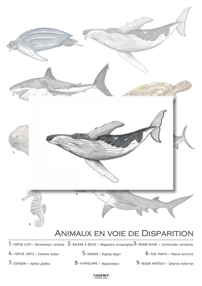 Carte postale - Baleine à bosse