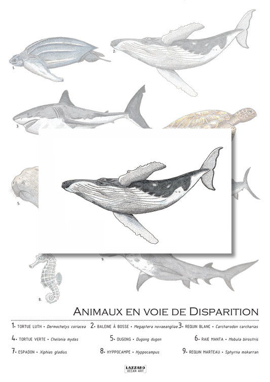 Carte postale - Baleine à bosse