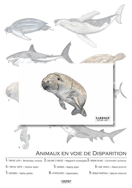 Carte postale - Dugong