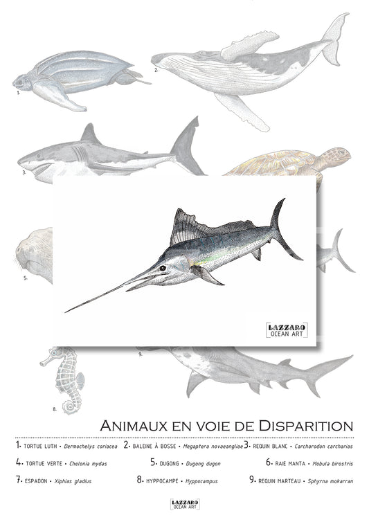 Carte postale - Espadon