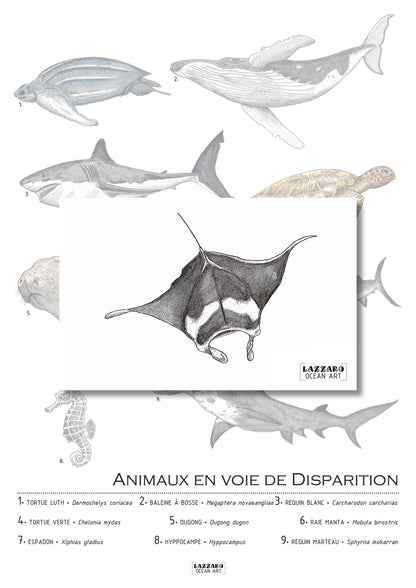 Carte postale - Raie manta