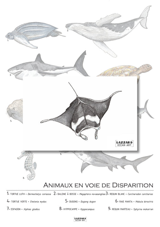 Carte postale - Raie manta