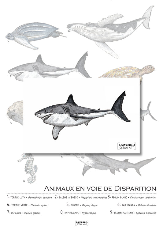 Carte postale - Requin blanc