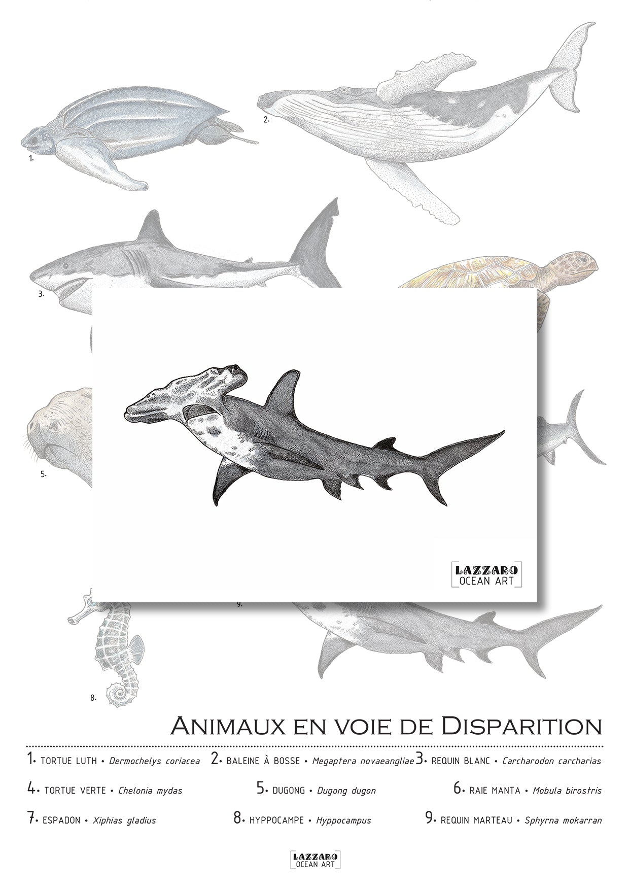 Carte postale - Requin marteau