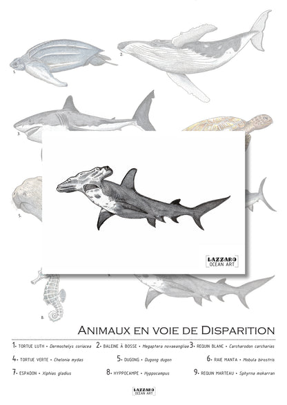 Carte postale - Requin marteau