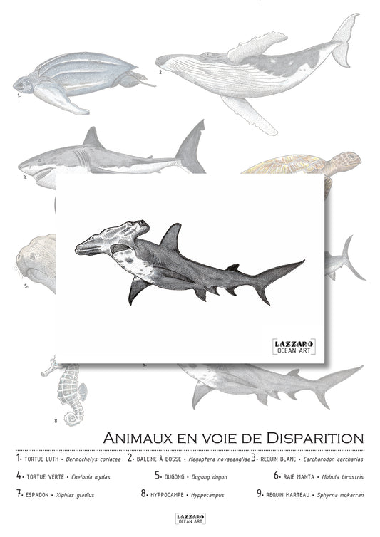 Carte postale - Requin marteau