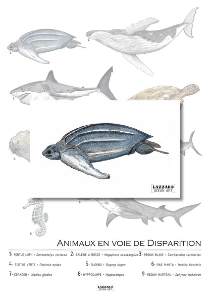 Carte postale - Tortue luth