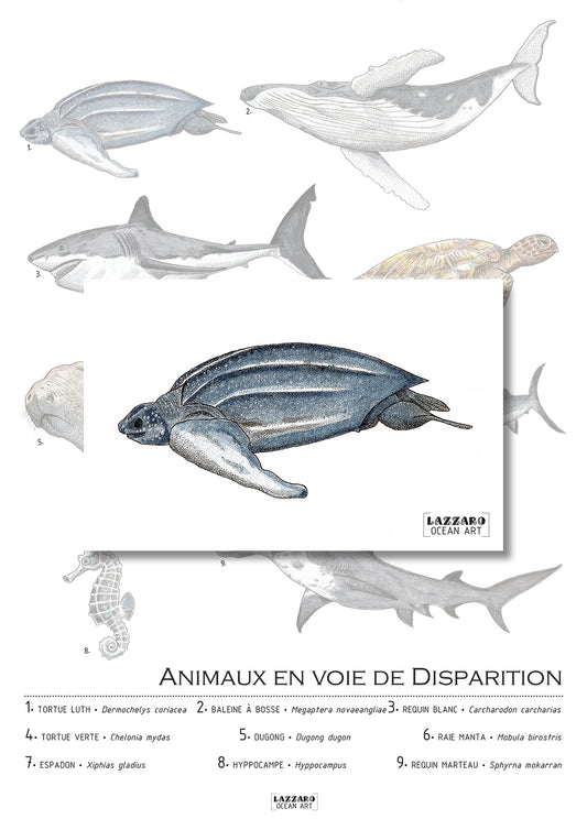 Carte postale - Tortue luth