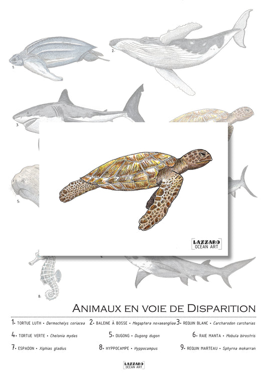 Carte postale - Tortue verte