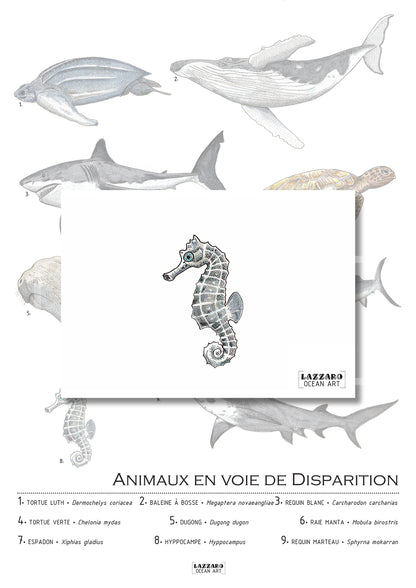 Carte postale - Hippocampe