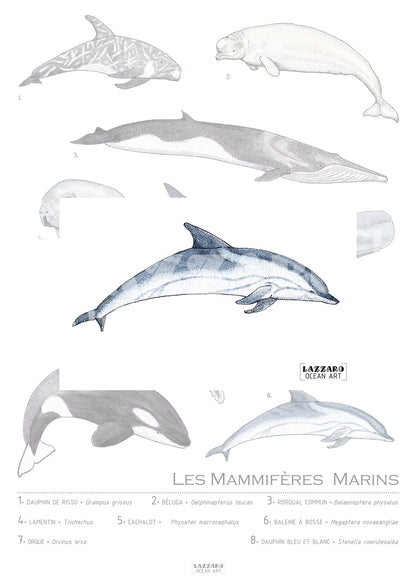 Carte postale - Dauphin bleu et blanc