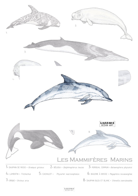 Carte postale - Dauphin bleu et blanc