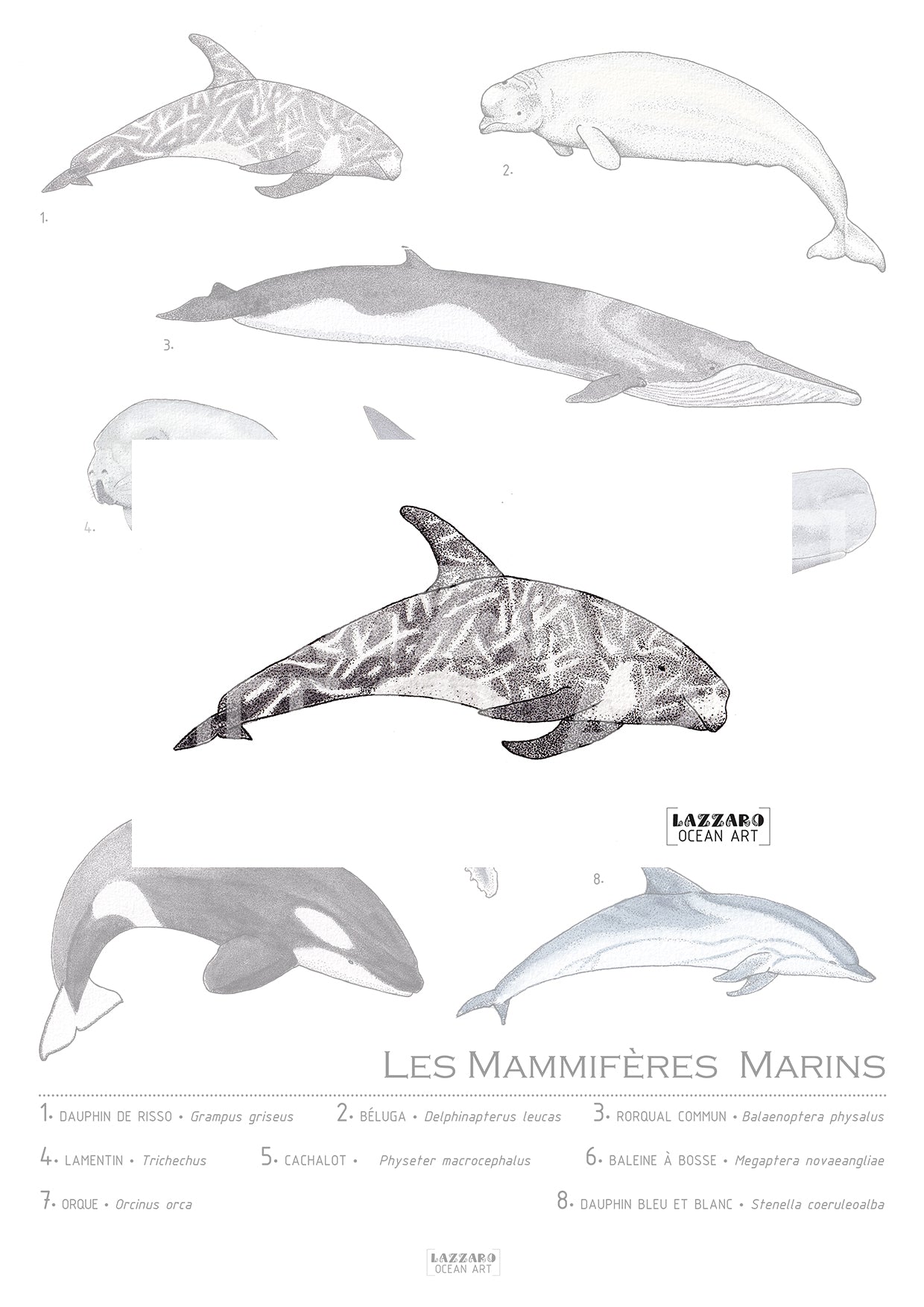 Carte postale - Dauphin de risso