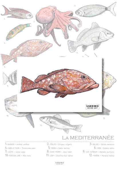 Carte postale - Mérou