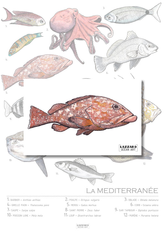 Carte postale - Mérou