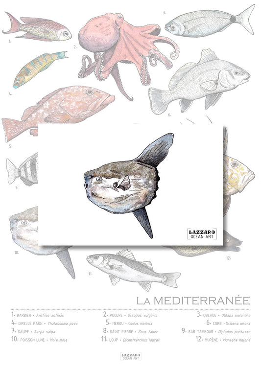 Carte postale - poisson lune