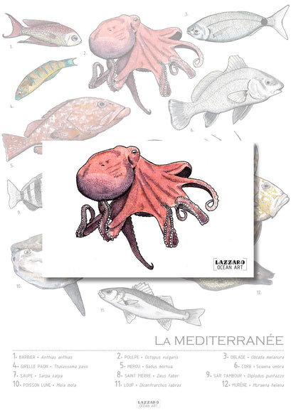 Carte postale - poulpe