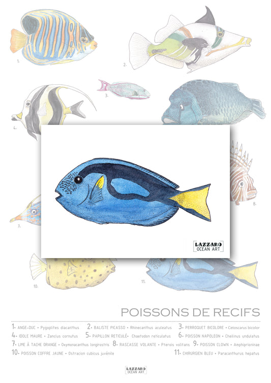 Carte postale - Poisson chirurgien bleu