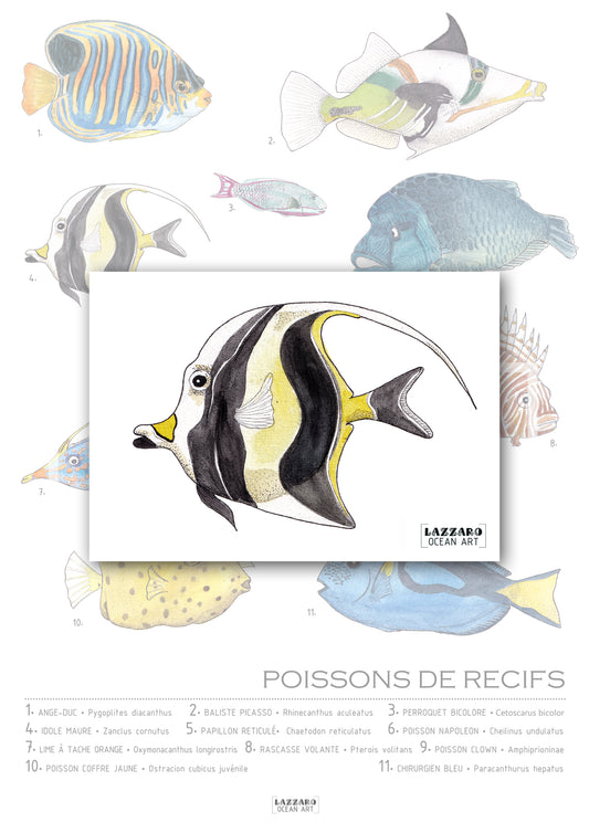 Carte postale - Poisson Idole Maure