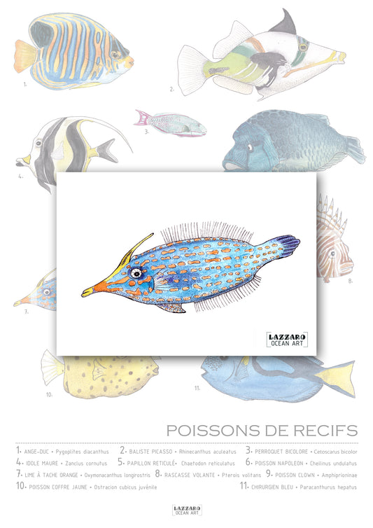 Carte postale - Poisson Lime à taches oranges