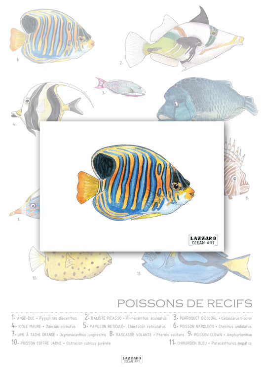 Carte postale - Poisson Ange-Duc