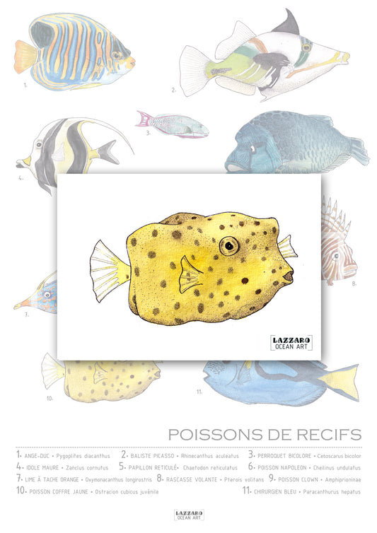 Carte postale - Poisson  coffre jaune