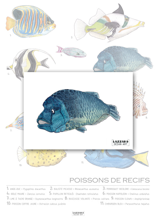 Carte postale - Poisson Napoléon