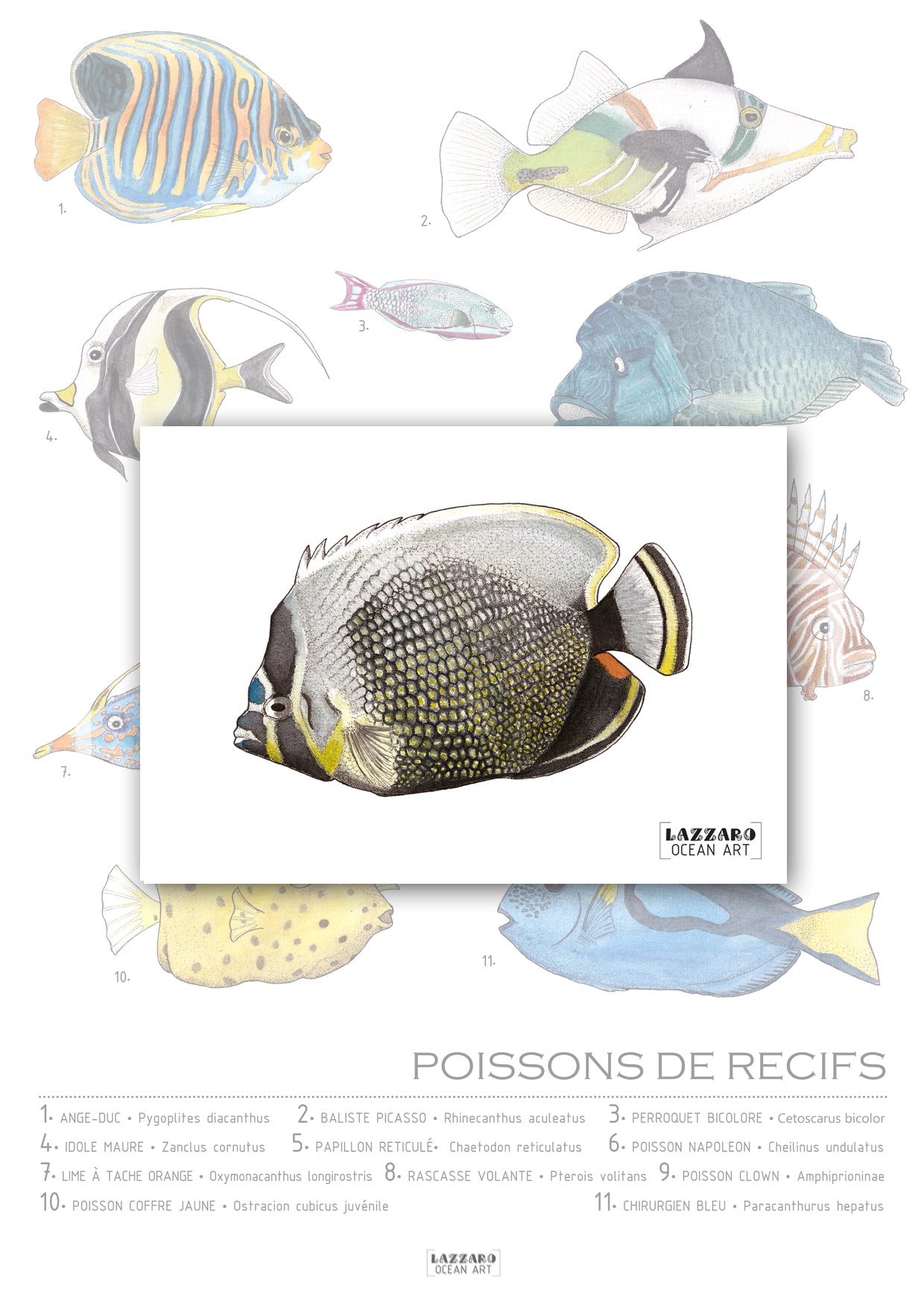 Carte postale - Poisson Papillon réticulé